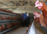 Ilustrasi Flu Burung